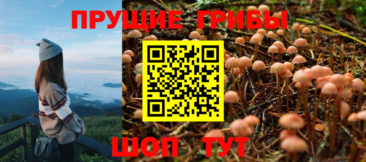 Псилоцибиновые грибы Psilocybine cubensis  Вход с VPN  Большой Камень 